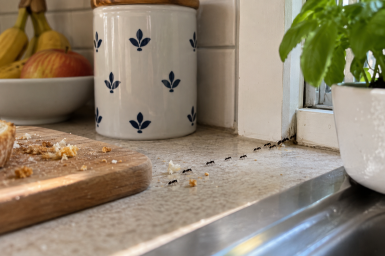 Why Ants Keep Coming Back to Your Kitchen: 10 Things Most People Miss